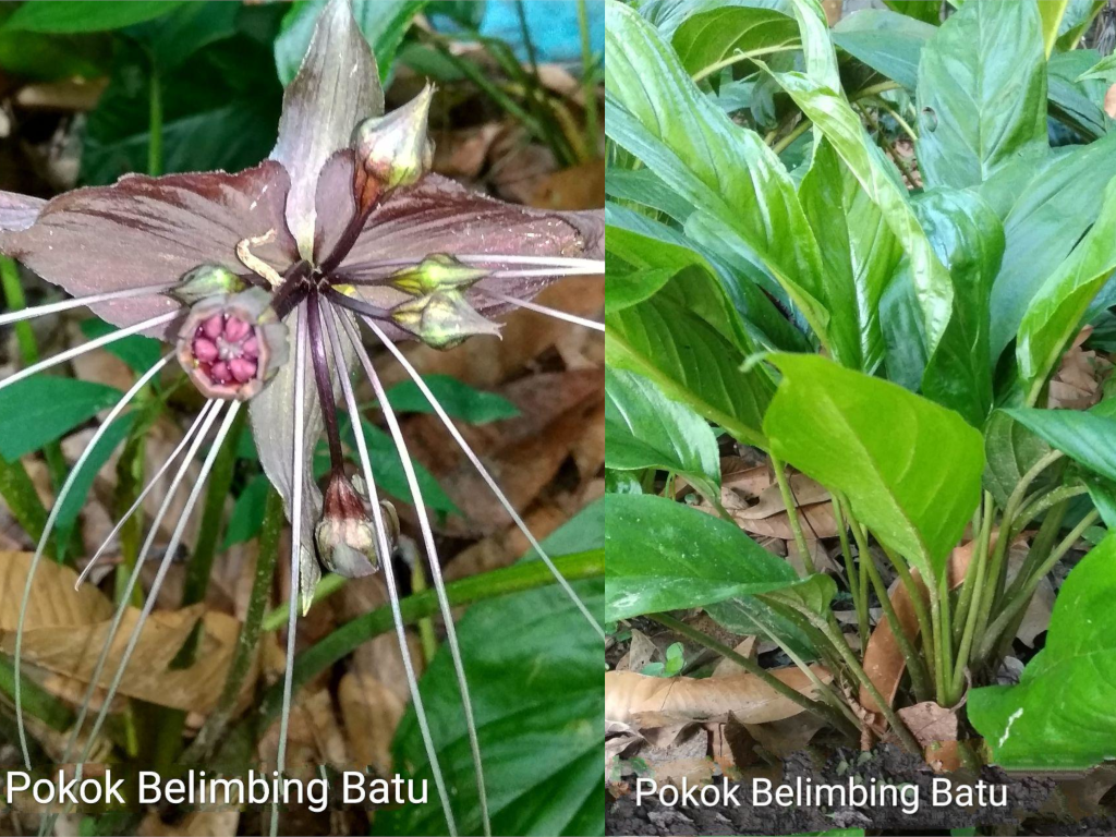 Pokok belimbing batu