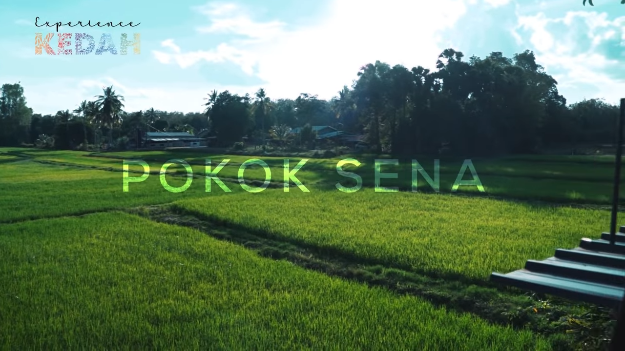 Pokok Sena